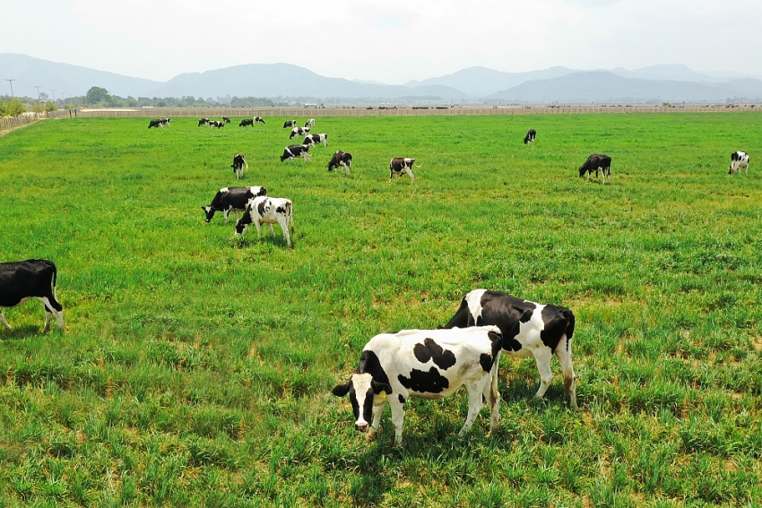 Phát triển chăn nuôi bò sữa theo hướng bền vững tại Hà Nam