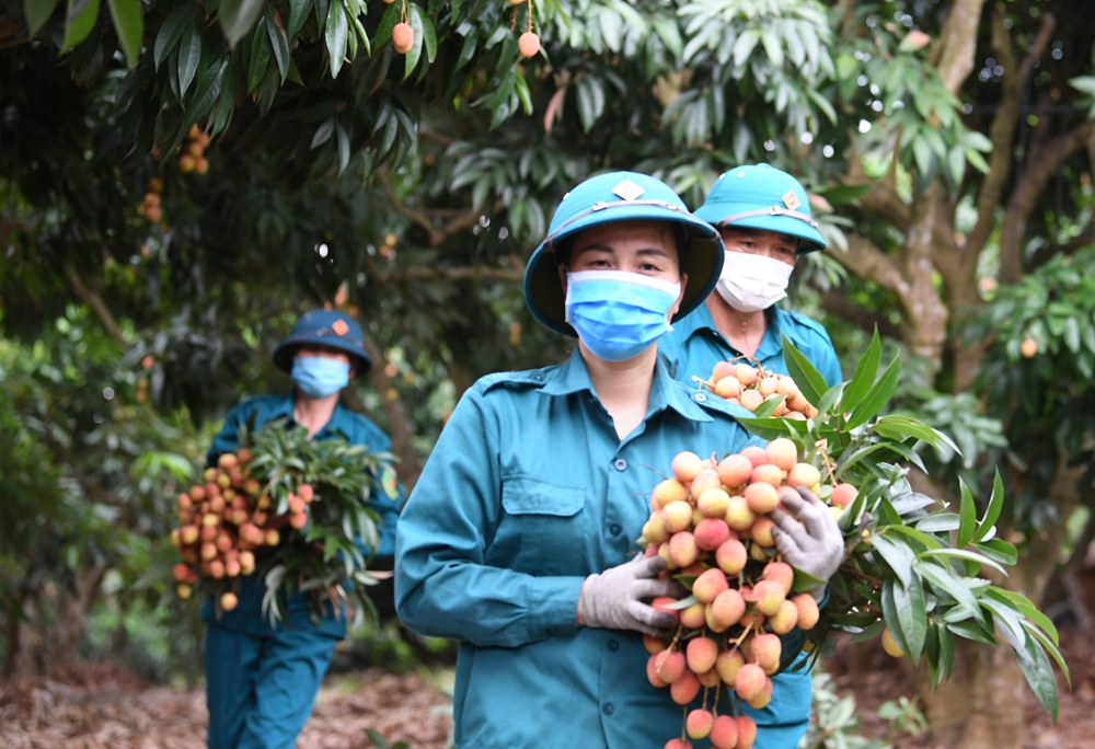 Không chỉ làm công tác PCD, các nữ quân nhân và nữ dân quân tự vệ cũng tích cực hỗ trợ nhân dân thu hoạch nông sản trong bối cảnh dịch Covid-19. Nữ dân quân xã Phúc Hòa (Tân Yên, Bắc Giang) giúp nhân dân thu hoạch vụ vải sớm.