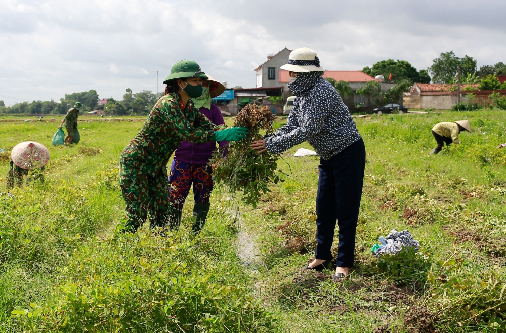 Các nữ quân nhân chia sẻ nắng gió đồng ruộng cùng nhân dân xã Danh Thắng (Hiệp Hòa, Bắc Giang) thu hoạch lạc.