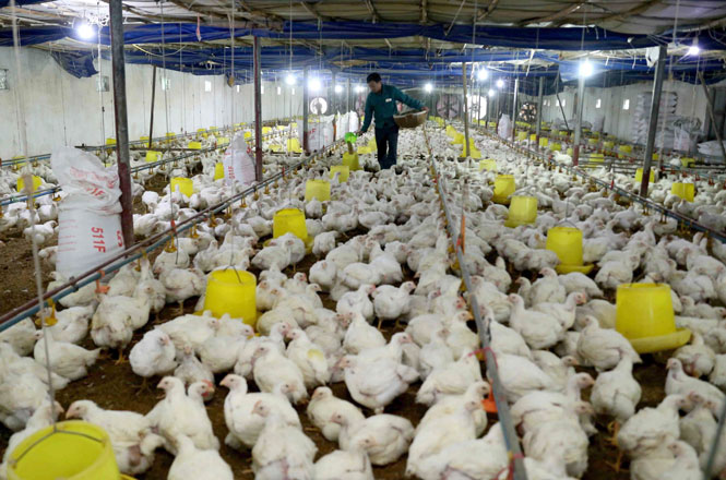 Mức xử phạt đối với hành vi vi phạm quy định về chất lượng giống vật nuôi trong sản xuất, mua bán được quy định thế nào?