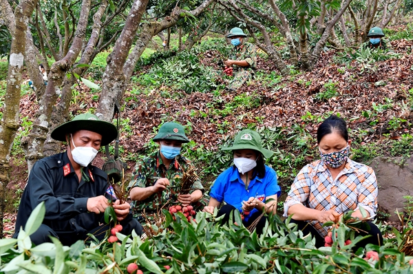 Bộ đội giúp nhân dân thu hoạch vải thiều