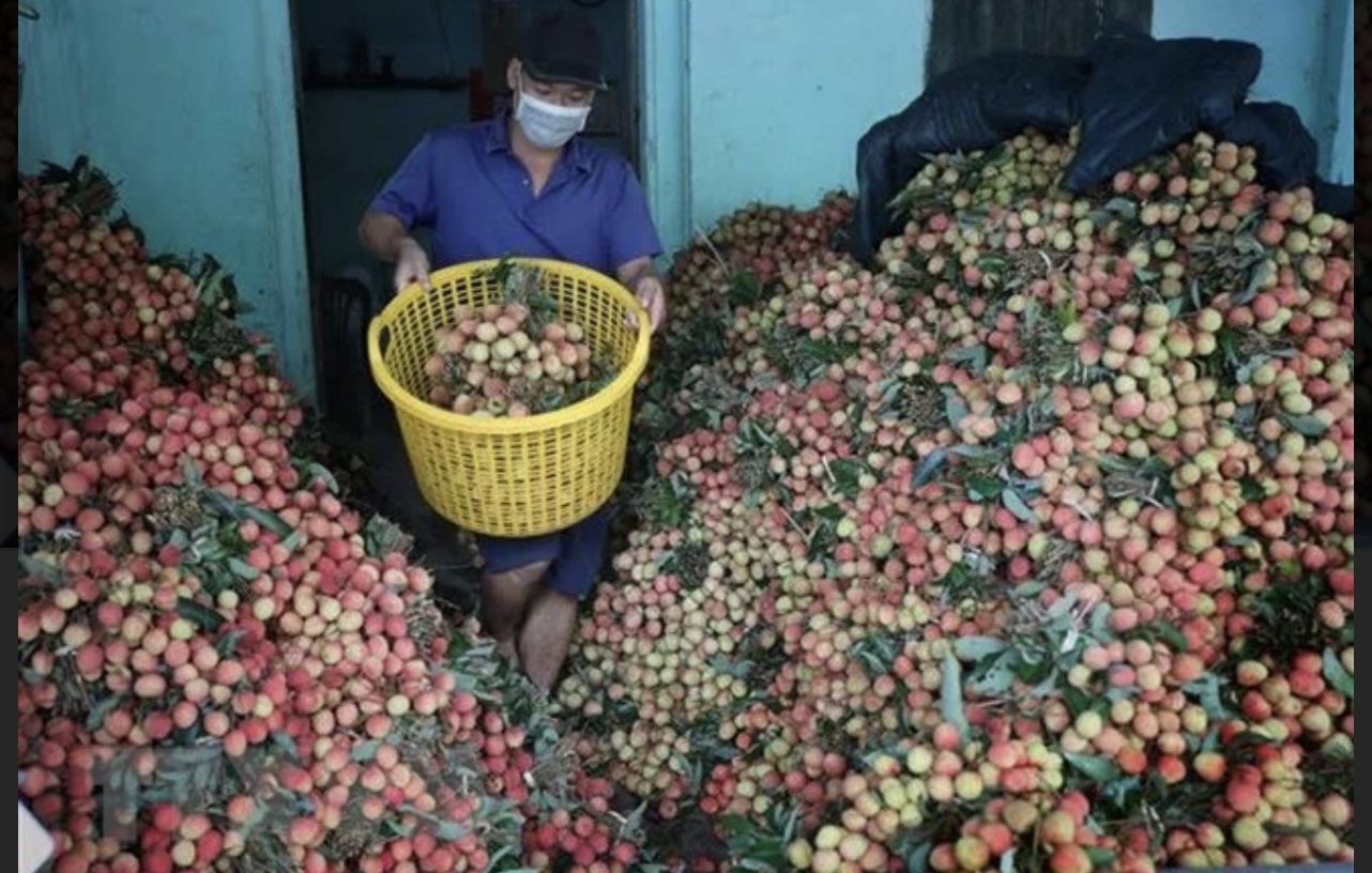 Hơn 190.000 tấn vải thiều Bắc Giang đã được tiêu thụ