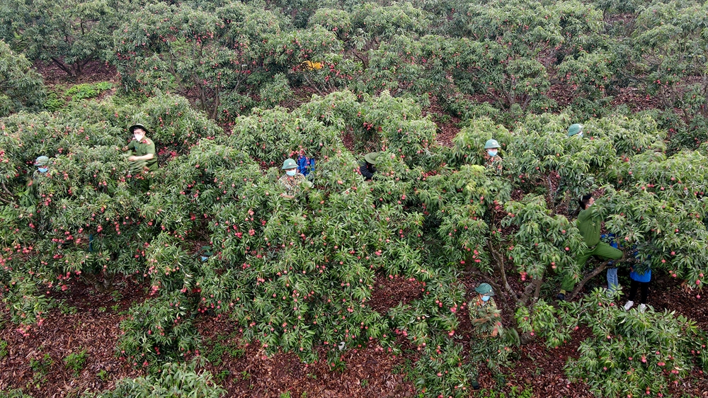 Cán bộ, chiến sĩ Trường bắn QGKV1 cùng các lực lượng thu hoạch vải giúp nhân dân thôn Muối, xã Giáp Sơn, huyện Lục Ngạn.