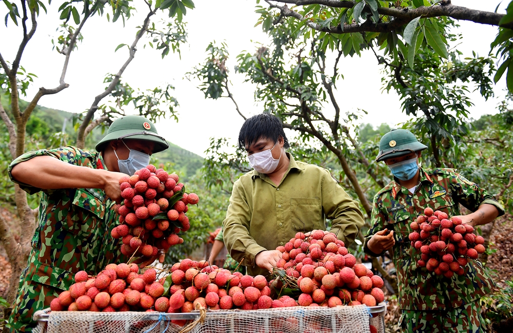 Thu hoạch vải từ sáng sớm, đến 7 giờ, người dân ở thôn Muối, xã Giáp Sơn đã có vải bán cho thương lái.