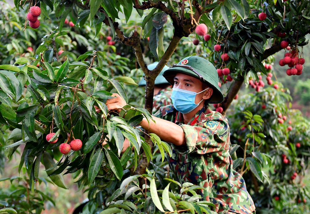 Trung sĩ Chu Văn Huynh, Trung đội 3, Đại đội 2, Tiểu đoàn 2 huấn luyện pháo binh thu hoạch những chùm vải tươi rói.