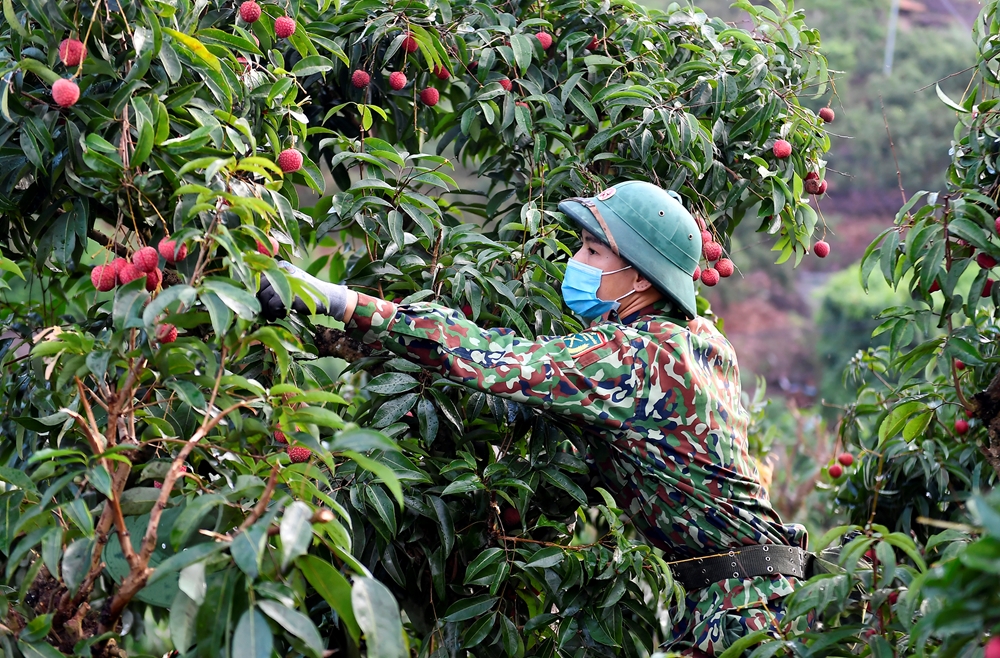 Từ sáng sớm, chiến sĩ của trường bắn đã thu hoạch vải để tránh cái nắng nóng mùa hè.
