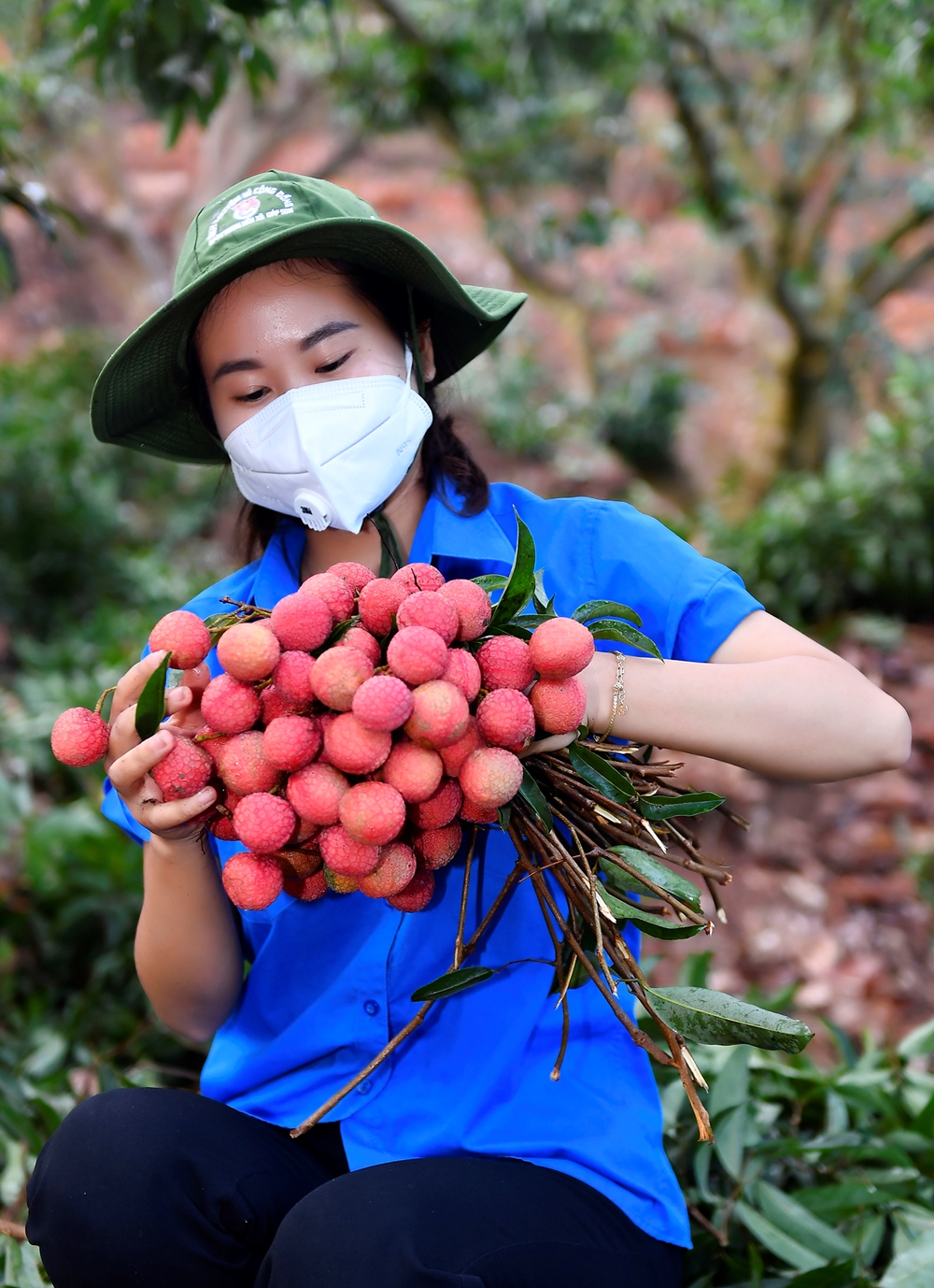 Đồng chí Ngô Thị Ngọc Ly, Bí thư Đoàn xã Giáp Sơn cùng các đoàn viên tham gia thu hoạch vải giúp nhân dân.