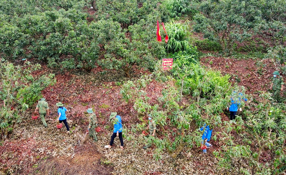Tập trung nhân lực thu hoạch vải theo hình thức cuốn chiếu, nên mỗi buổi, cán bộ, chiến sĩ Trường bắn QGKV1 phấn đấu thu hoạch xong cho từ 1 đến 2 hộ dân.