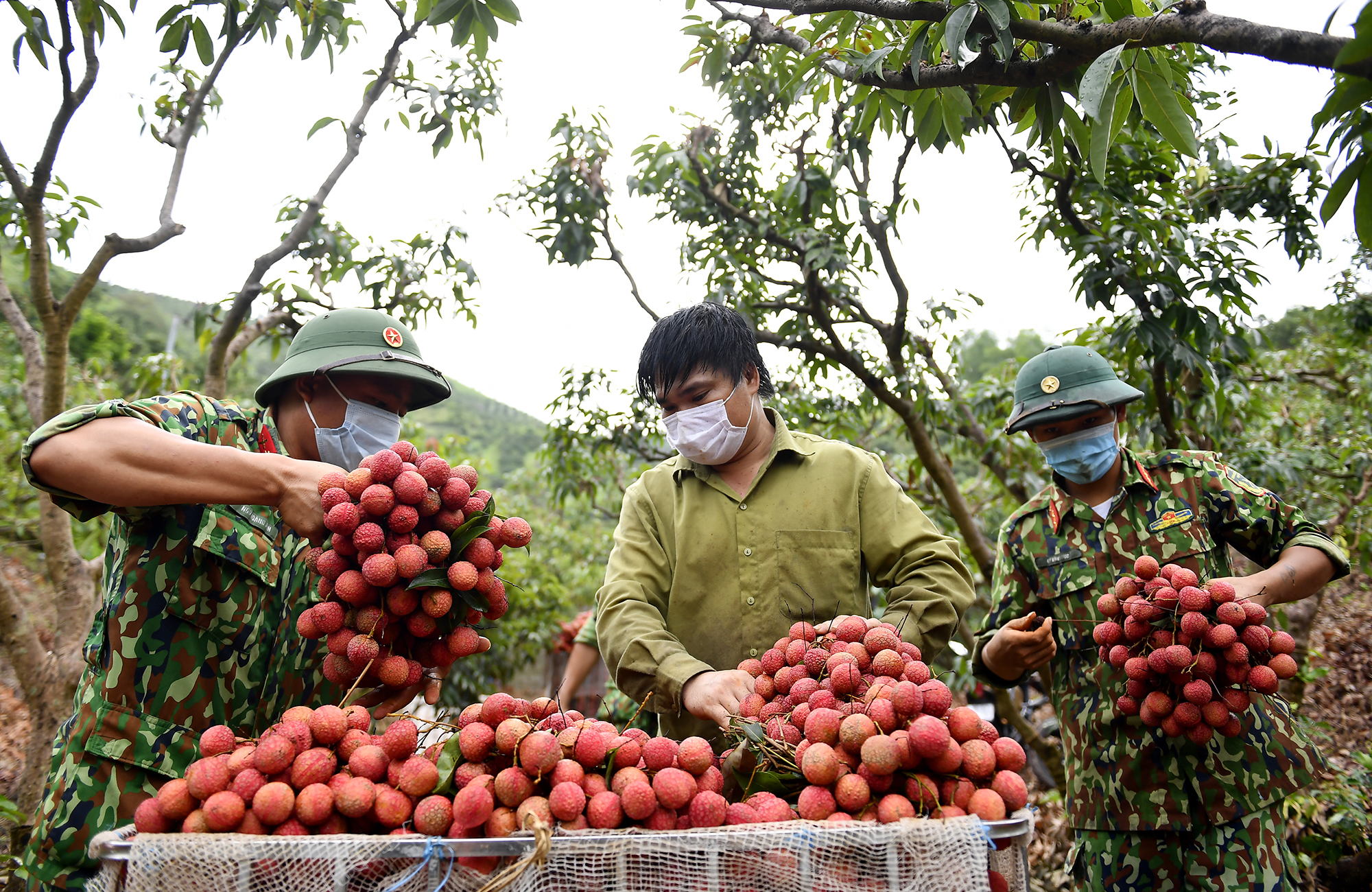 Cán bộ, chiến sĩ Trường bắn Quốc gia Khu vực 1 giúp nhân dân xã Giáp Sơn (Lục Ngạn, Bắc Giang) thu hoạch vải thiều.