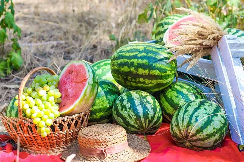 Tạo “sức bật” nông nghiệp