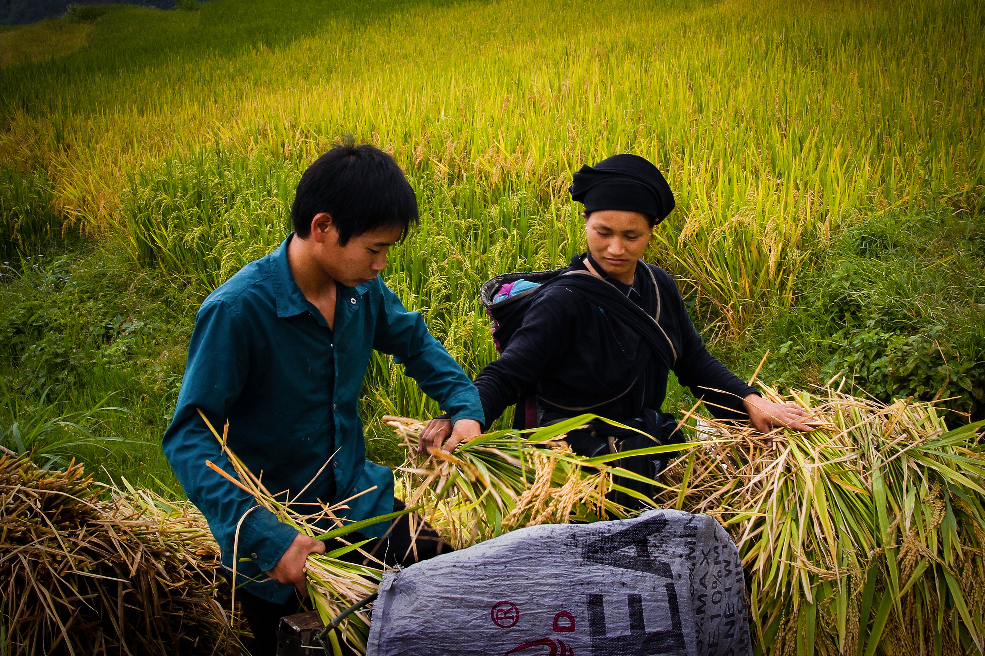 Mùa lúa chín ở xã Bản Phùng