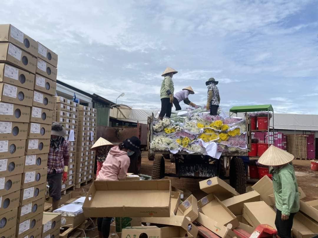 Gỡ khó cho hoa Đà Lạt xuất khẩu vào thị trường Australia