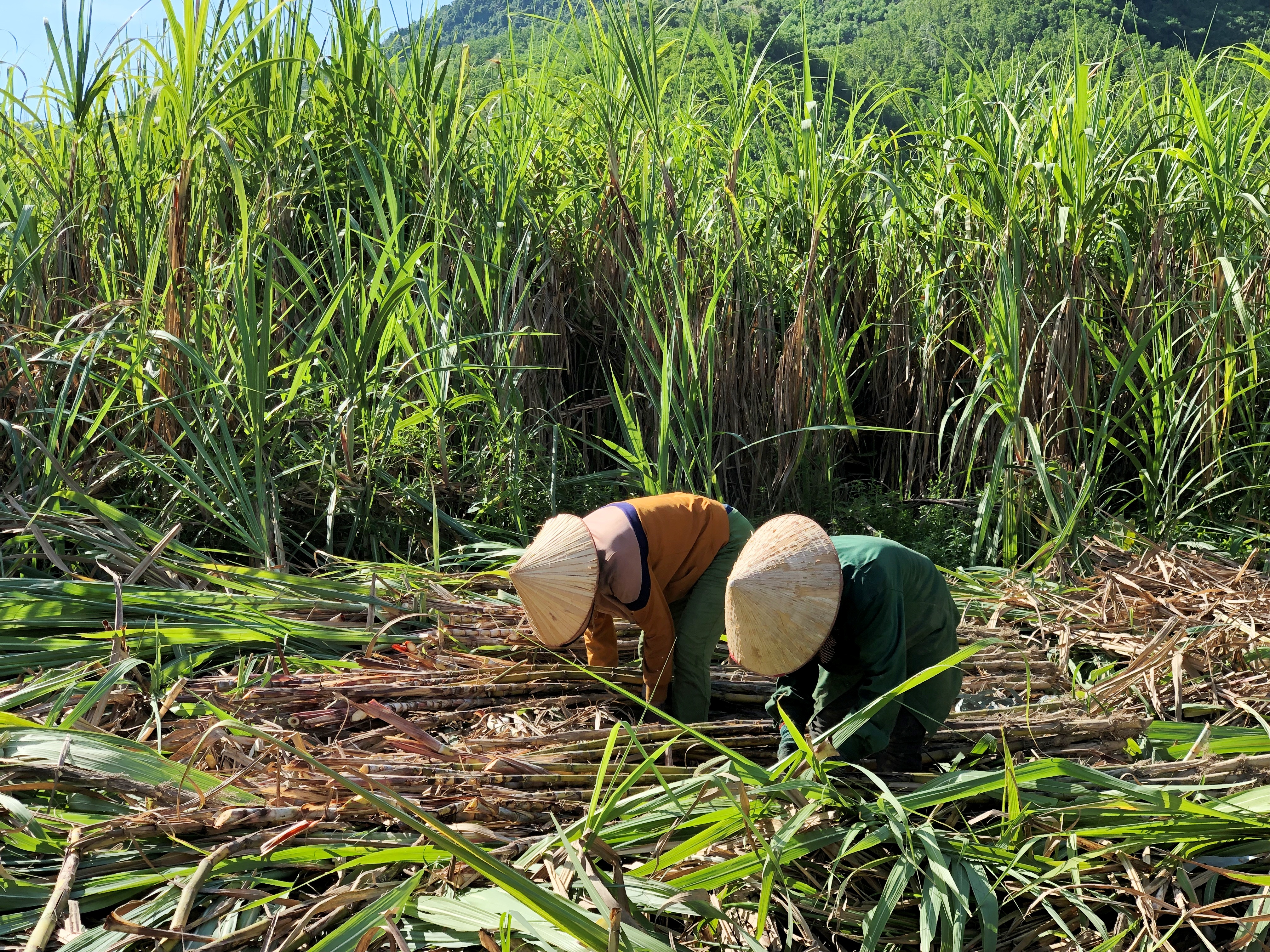Canh cánh nỗi lo đầu ra vụ mía hè thu
