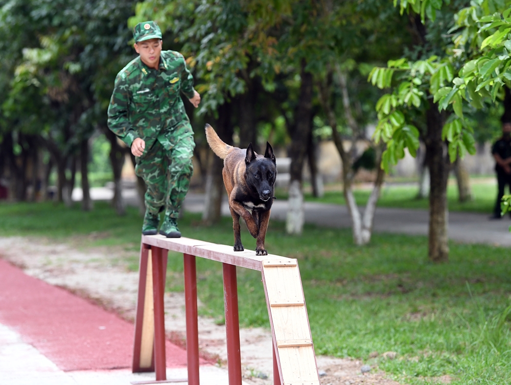 Bài tập tưởng đơn giản như vượt cầu độc mộc có chiều dài 5m và rộng 17cm các chú chó nghiệp vụ được huấn luyện kỹ và nhuyễn để có thể giành trọn vẹn điểm khi thi đấu.