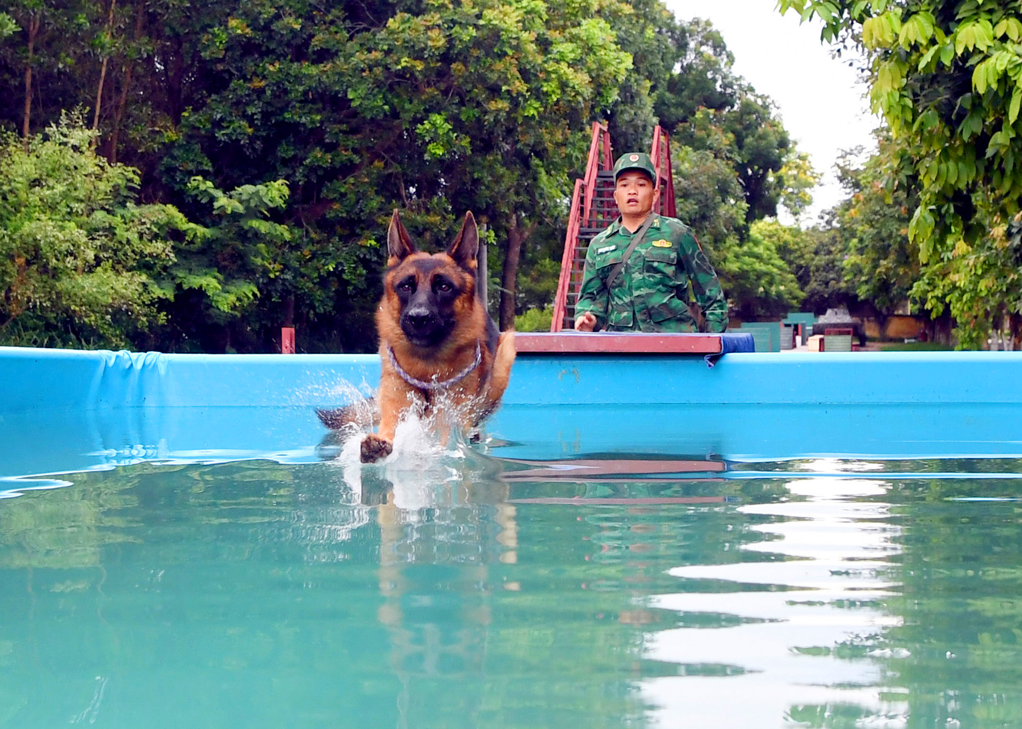 Những chú chó nghiệp vụ phi thường