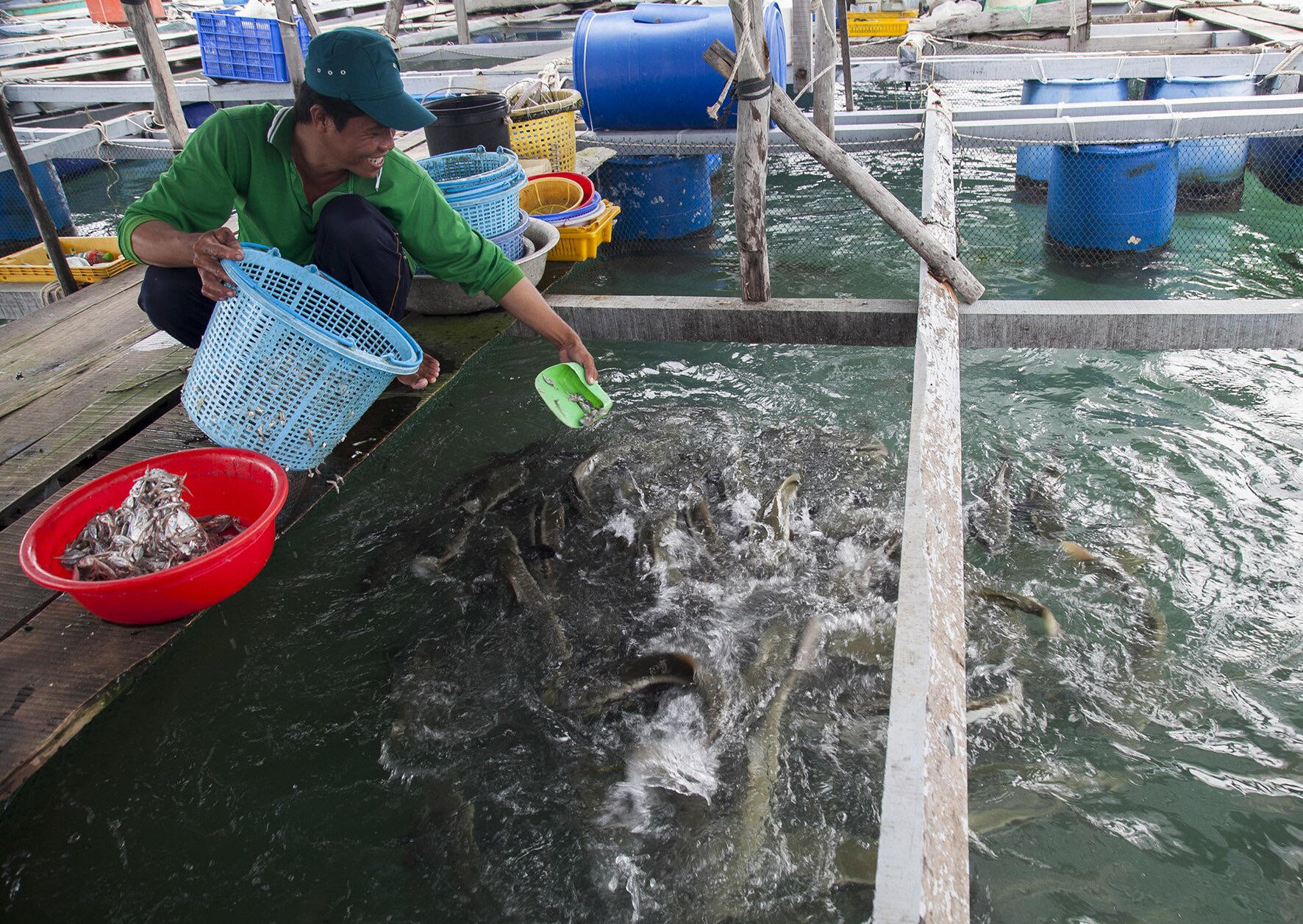 Triển khai nuôi cá điêu hồng công nghệ cao ở Vĩnh Long  Tạp chí Thủy sản  Việt Nam