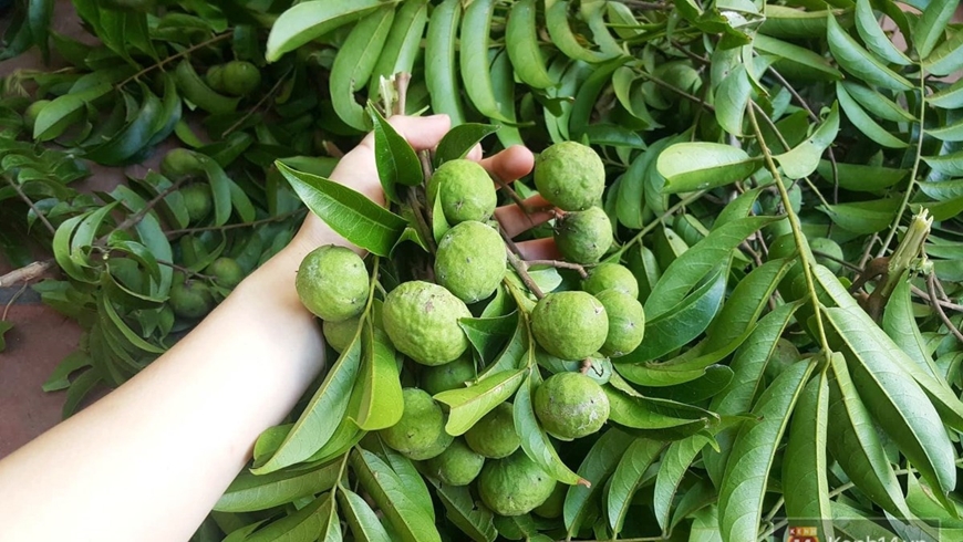 Tín hiệu vui cho quả sấu