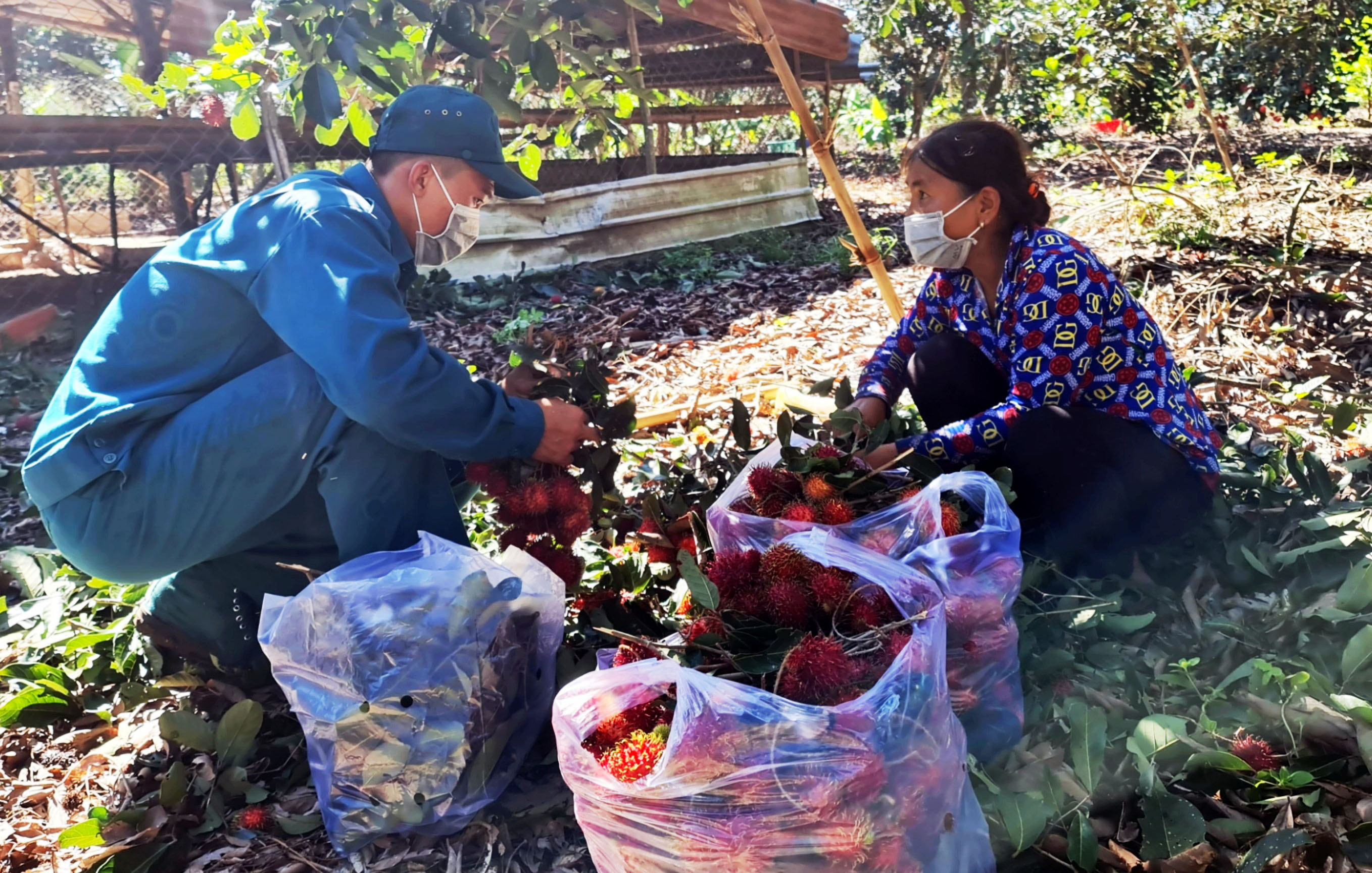 Giúp dân thu hái vụ mùa

