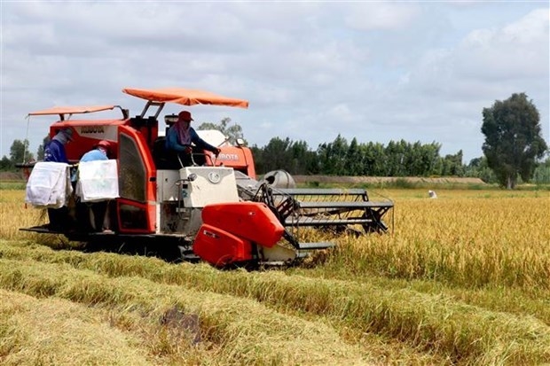 Thu hoạch lúa tại Việt Nam. Nguồn: TTXVN