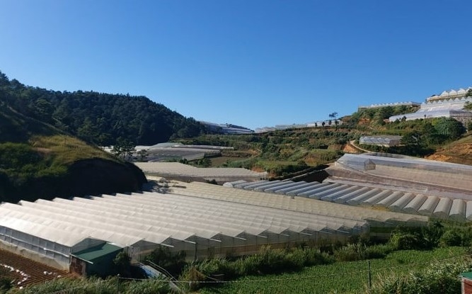 Lâm Đồng tháo dỡ 227 ha nhà kính xây dựng trái phép trên đất rừng