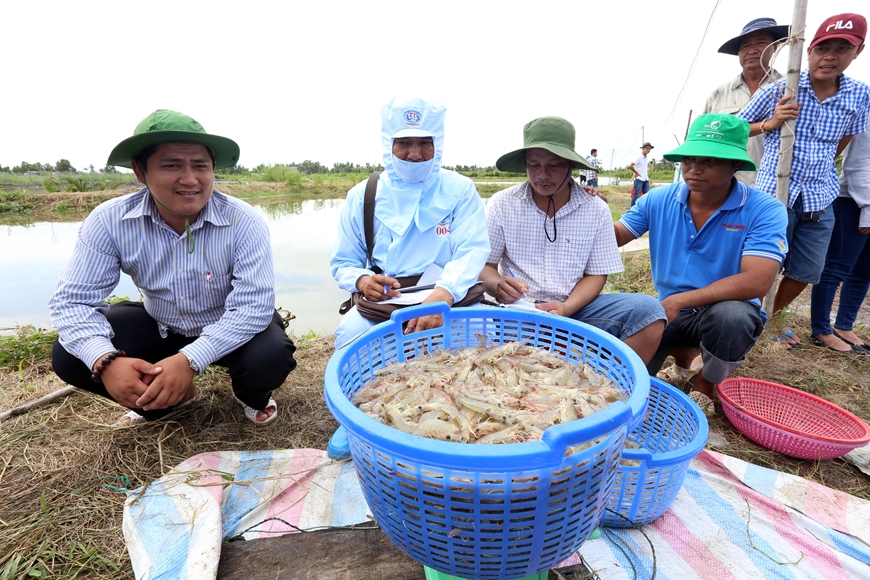 Cứu ngành tôm khỏi đứt gãy chuỗi sản xuất