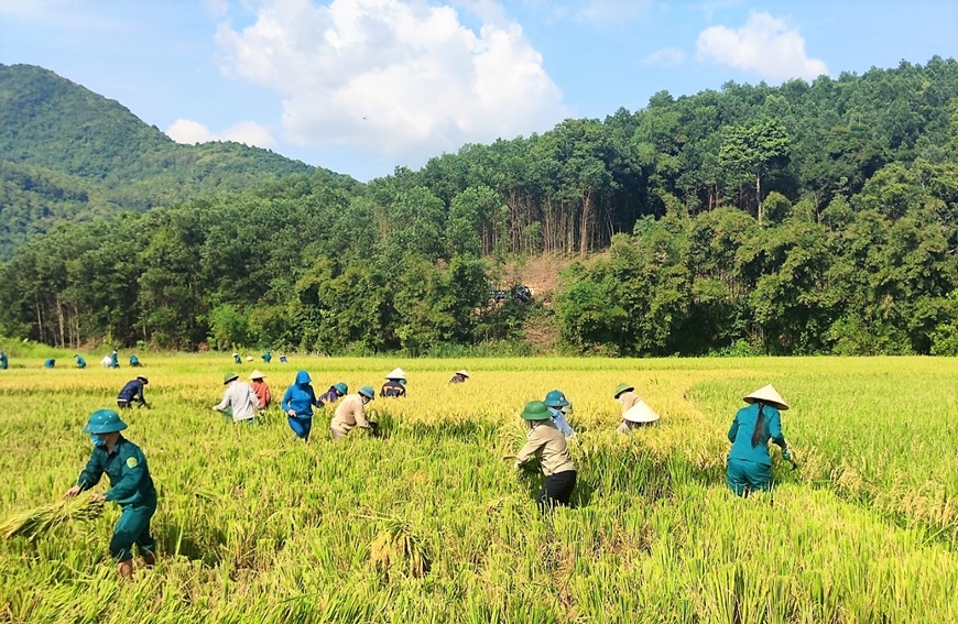 Khẩn trương giúp dân gặt lúa chạy bão số 5