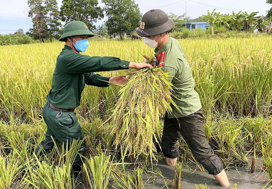 Khẩn trương giúp dân gặt lúa chạy bão số 5