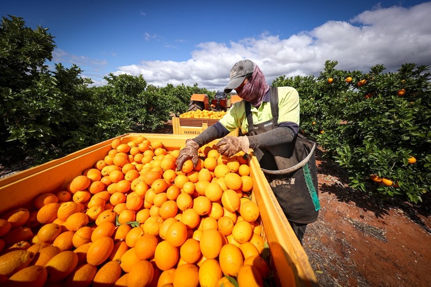 Làm nông nghiệp kiểu Australia