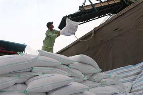 Giá gạo xuất khẩu của Việt Nam tăng lên mức cao trong hai tháng rưỡi qua