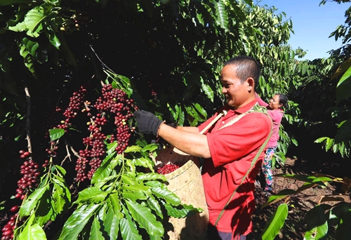 Các tỉnh Tây Nguyên khan hiếm lao động thu hái cà phê