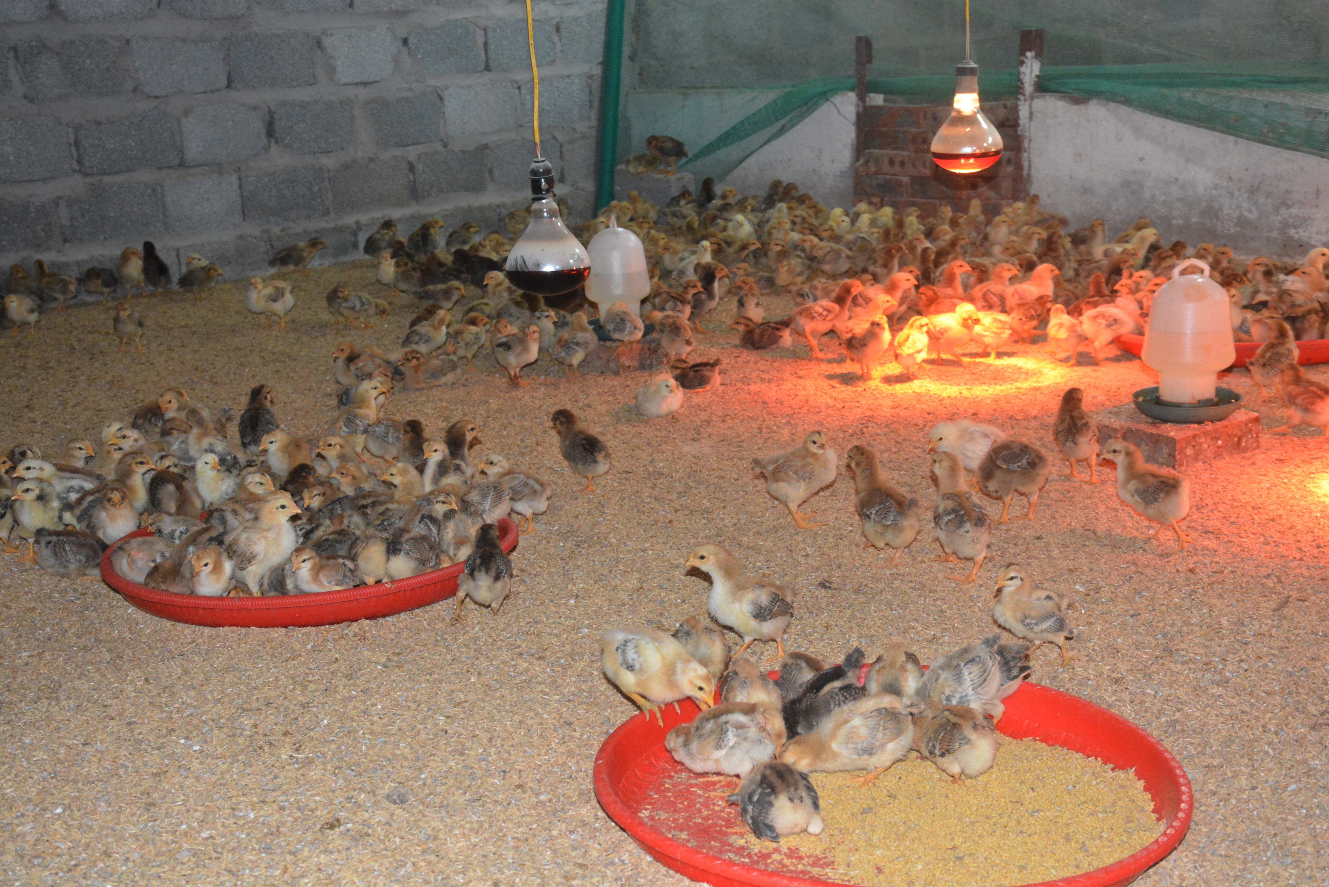 Mô hình chuồng trại gà khép kín đem lại hiệu quả đáng kể  Tin nóng Nông  Nghiệp 247