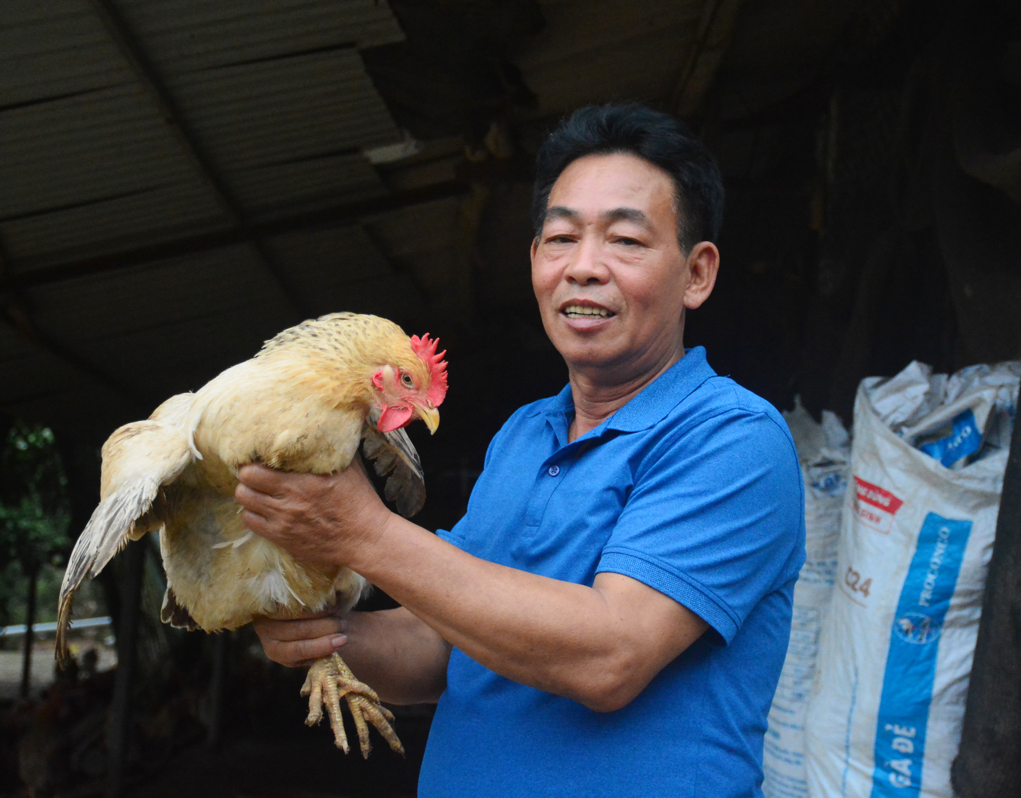 Hạch toán hiệu quả kinh kinh tế và chi phí trong chăn nuôi gà thả vườn   VietDVM  Trang thông tin kiến thức Chăn nuôi UY TÍN