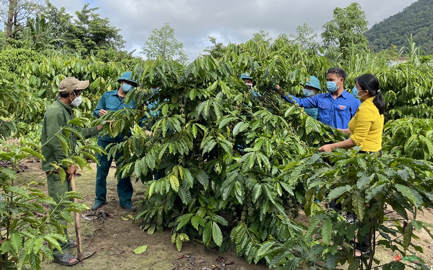 Cán bộ xã Krông Nô hướng dẫn bà con M’Nông, buôn Trang Yốc cải tạo vườn cà phê.