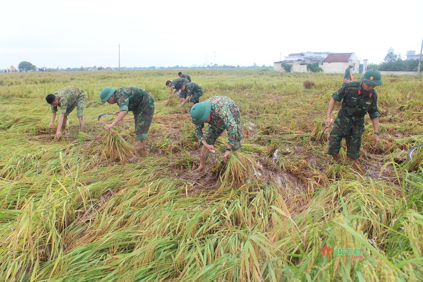 Cứu lúa như... cứu hỏa