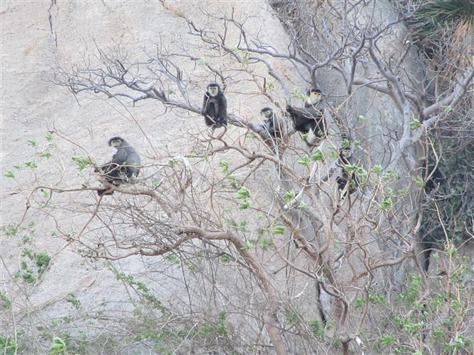 Pháp luật quy định như thế nào về việc bảo vệ thực vật rừng, động vật rừng nguy cấp, quý, hiếm?