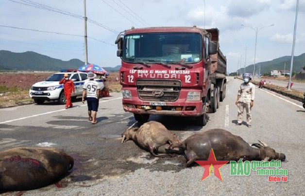 Nguy cơ tai nạn giao thông do trâu, bò thả rông