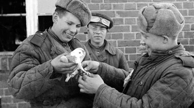 Đội quân bồ câu - Hồng quân Liên Xô đã chiến thắng phát xít Đức trong Thế chiến II với sự hỗ trợ đắc lực của đội quân bồ câu. Hình ảnh này sẽ cho bạn thấy sự quyết tâm và tinh thần đấu tranh của các chiến sĩ và động vật này trong cuộc chiến địa bàn phức tạp.