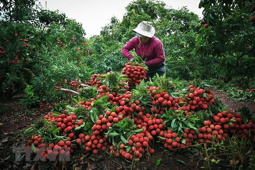 Vải đóng hộp “Made in Vietnam” lên kệ hệ thống siêu thị châu Á lớn nhất Pháp