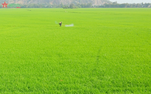 Giảm phát thải trong canh tác lúa vùng Đồng bằng sông Cửu Long