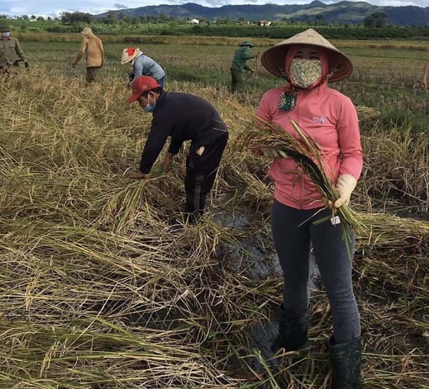 Vào tâm dịch gặt lúa giúp dân