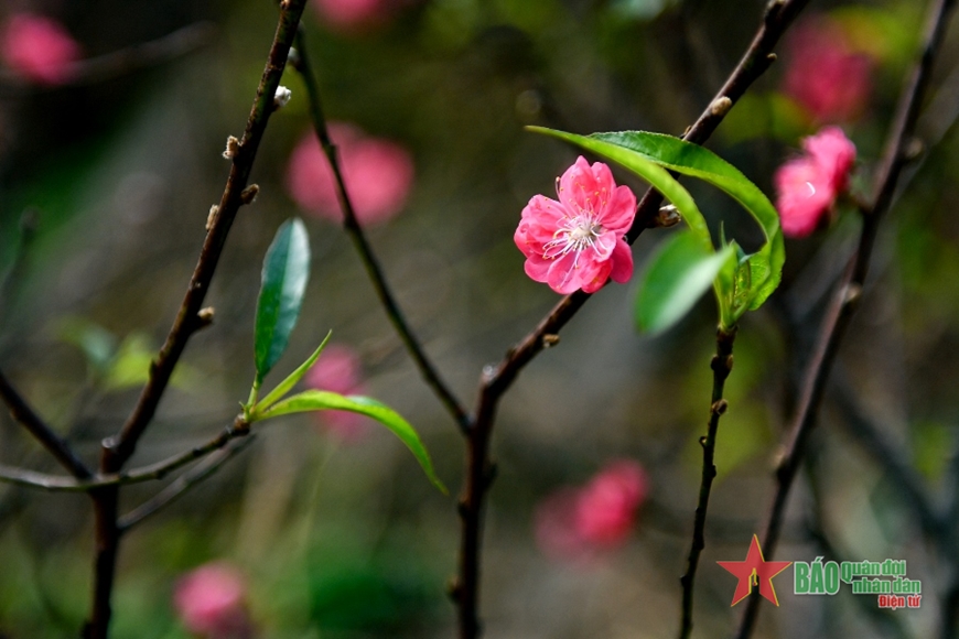 Đào Nhật Tân là một trong những địa điểm được trang trí đẹp nhất trong dịp Tết Nguyên Đán. Hãy cùng ngắm nhìn những hình ảnh về Đào Nhật Tân để tận hưởng không khí đón Tết truyền thống tuyệt vời này.