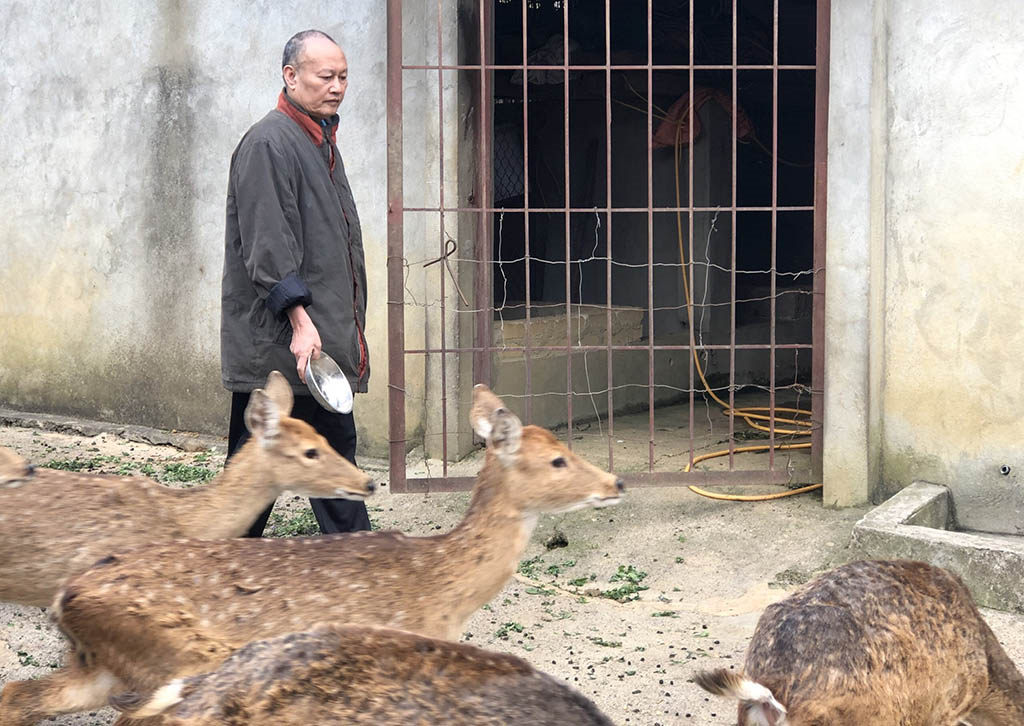Nuôi hươu giúp người dân ở Ninh Bình thoát nghèo
