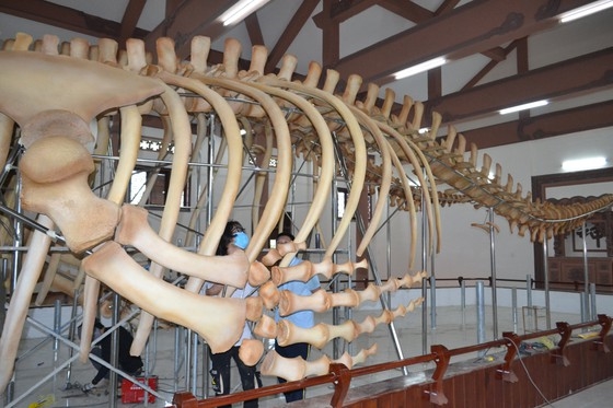 Bộ xương cá voi: Chắc chắn bạn chưa từng nhìn thấy một bộ xương lớn như thế này trước đây! Bộ xương cá voi khổng lồ mang trong nó những bí mật và điều kỳ lạ về đại dương. Các bộ xương như vậy là bộ phận quan trọng để học sinh tiểu học học về các loài động vật dưới đại dương và tầm quan trọng của chúng đối với hệ thống sinh thái của thế giới.