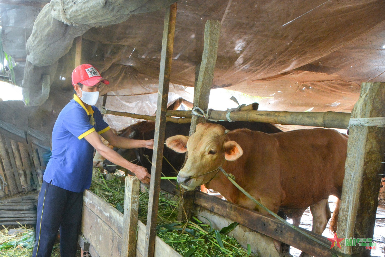 Mô hình liên kết nuôi trâu bò vỗ béo của gia đình anh Vi Văn Hùng một  hướng đi mới trong phát triển chăn nuôi gia súc hàng hóa tại huyện Lâm