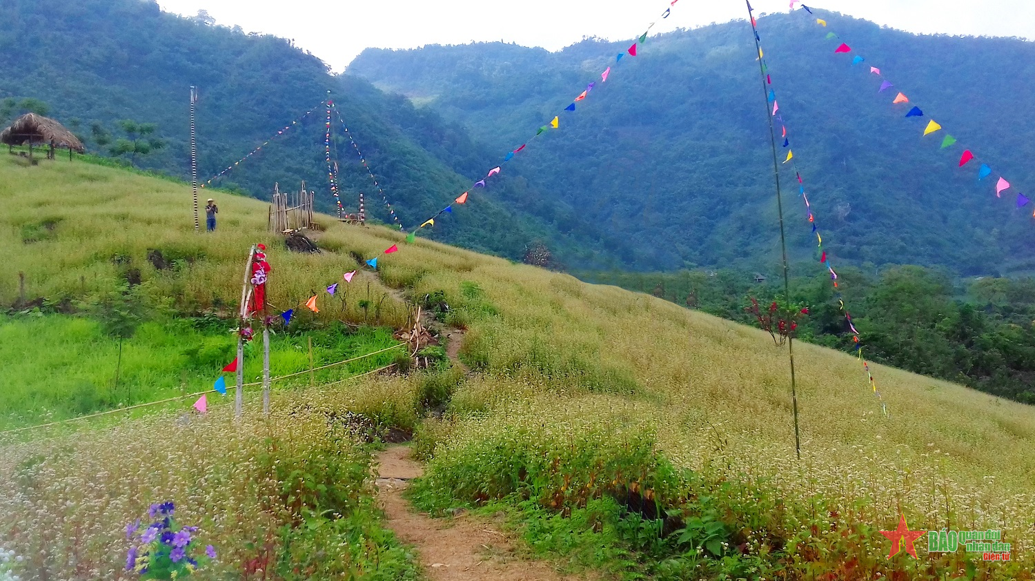 Khai thác tiềm năng vùng hoa tam giác mạch Đồng Luông 