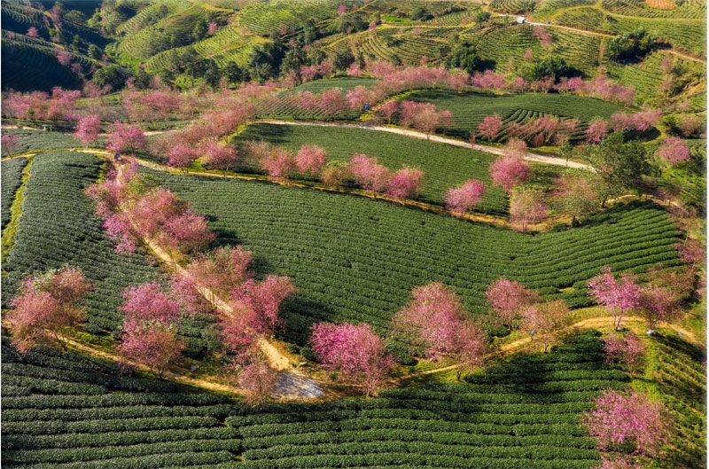 Sắc anh đào ở Sa Pa