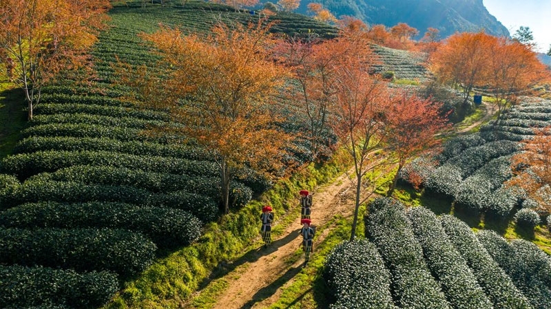 Sắc anh đào ở Sa Pa