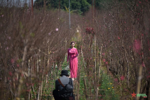 Hà Nội: Đào Nhật Tân hồng rực sắc xuân