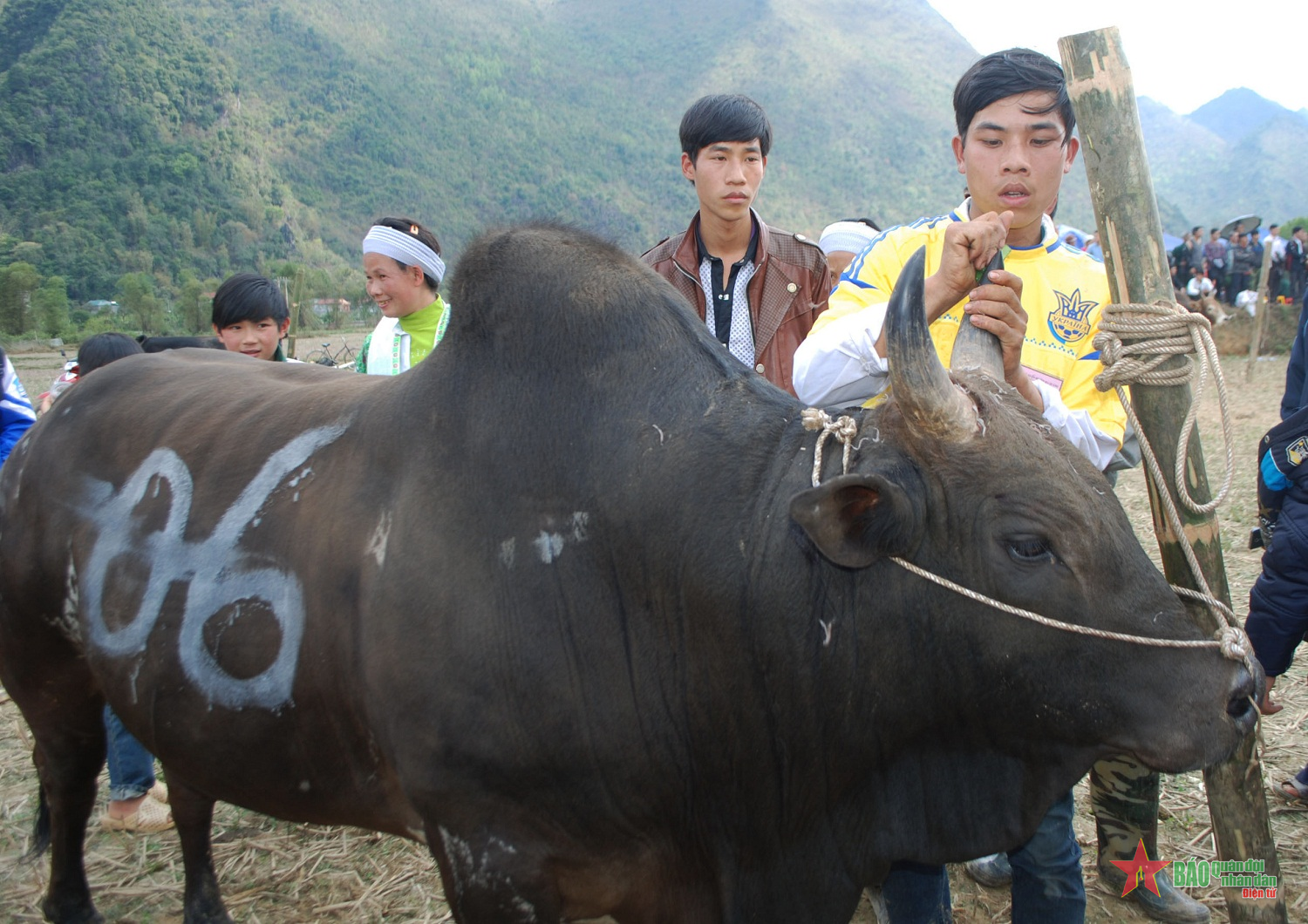 Độc đáo hội thi bò