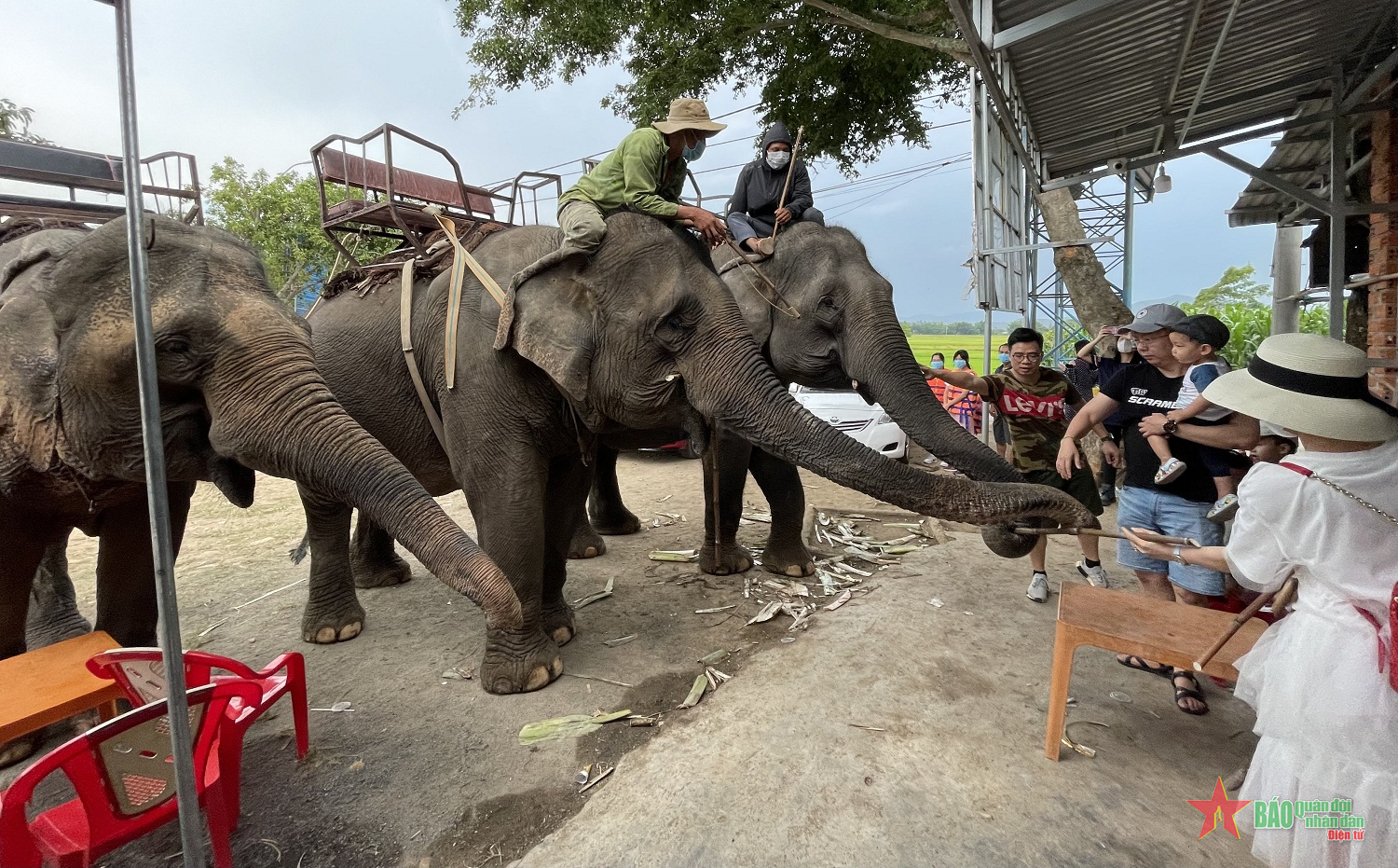 Nâng cao hiệu quả công tác bảo tồn voi